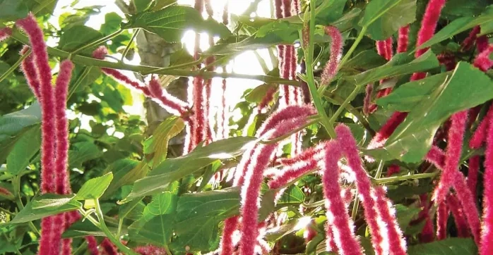 chenilleflowers_jasongoldberg_newyork_rf.jpeg